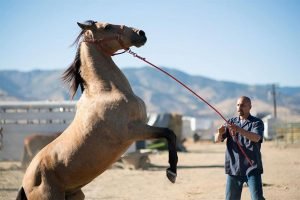 matthias-schoenaerts-the-mustang-film